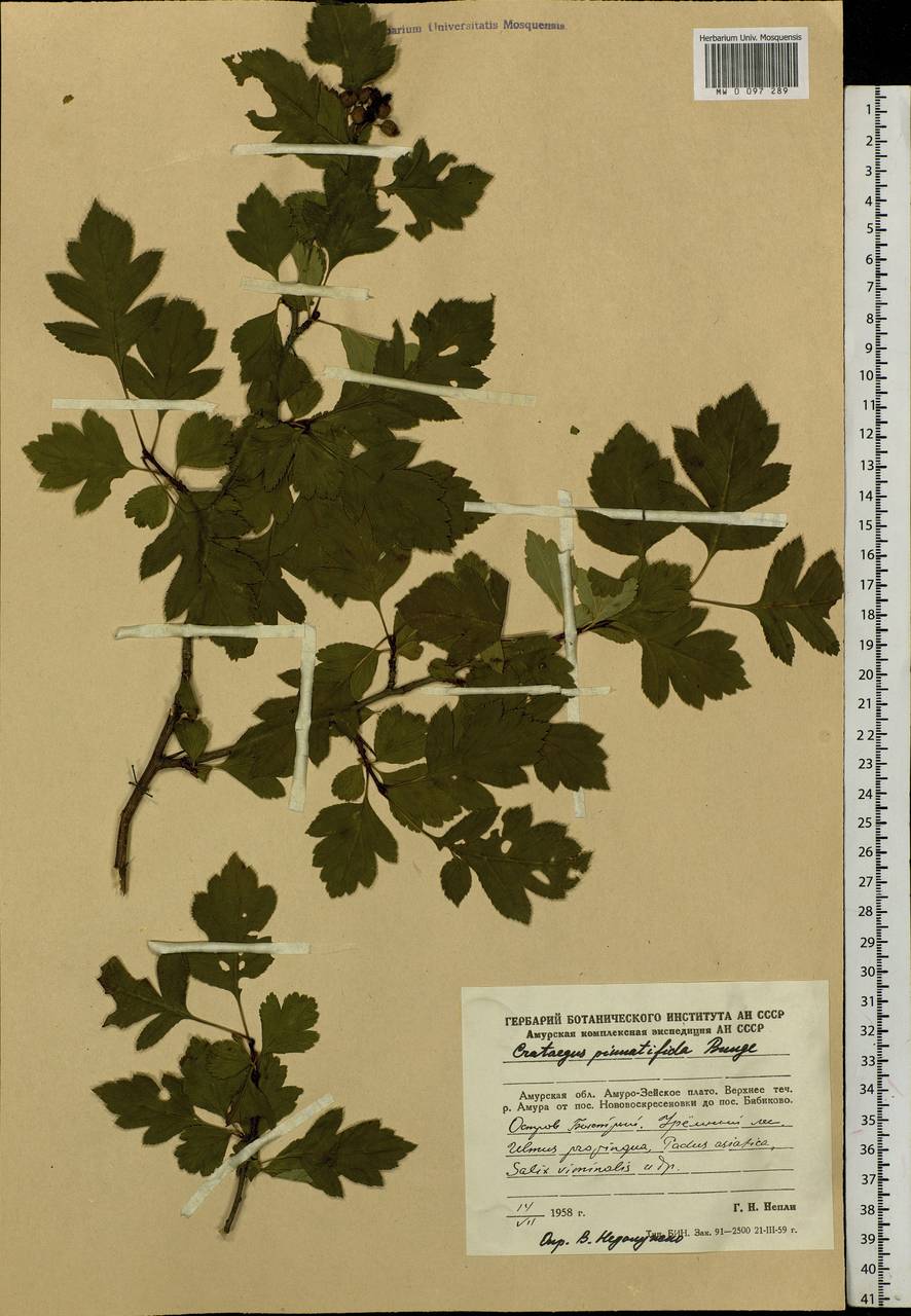 Crataegus pinnatifida Bunge, Siberia, Russian Far East (S6) (Russia)