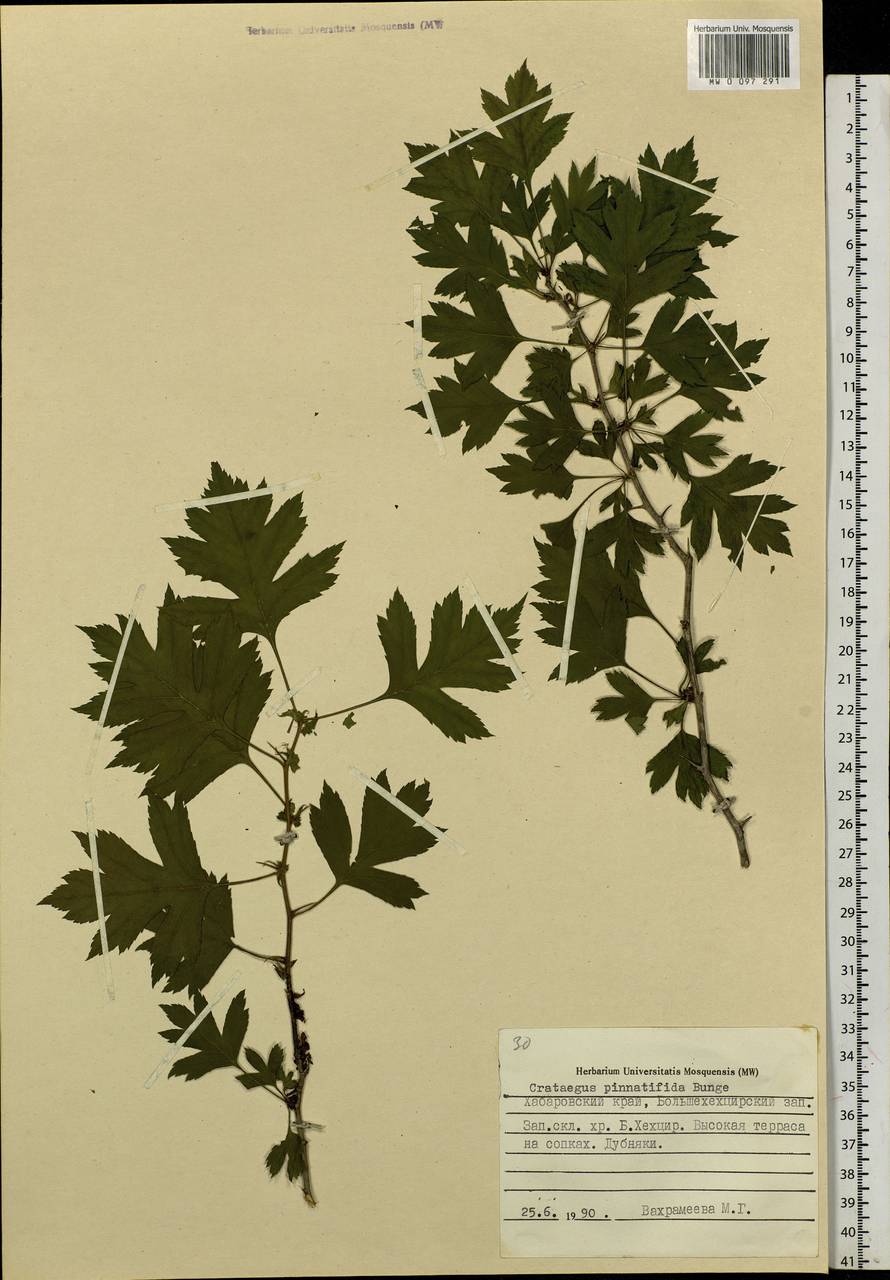 Crataegus pinnatifida Bunge, Siberia, Russian Far East (S6) (Russia)