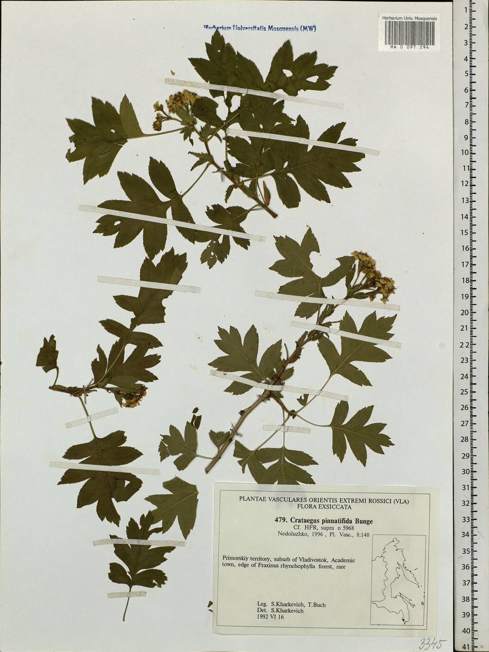 Crataegus pinnatifida Bunge, Siberia, Russian Far East (S6) (Russia)