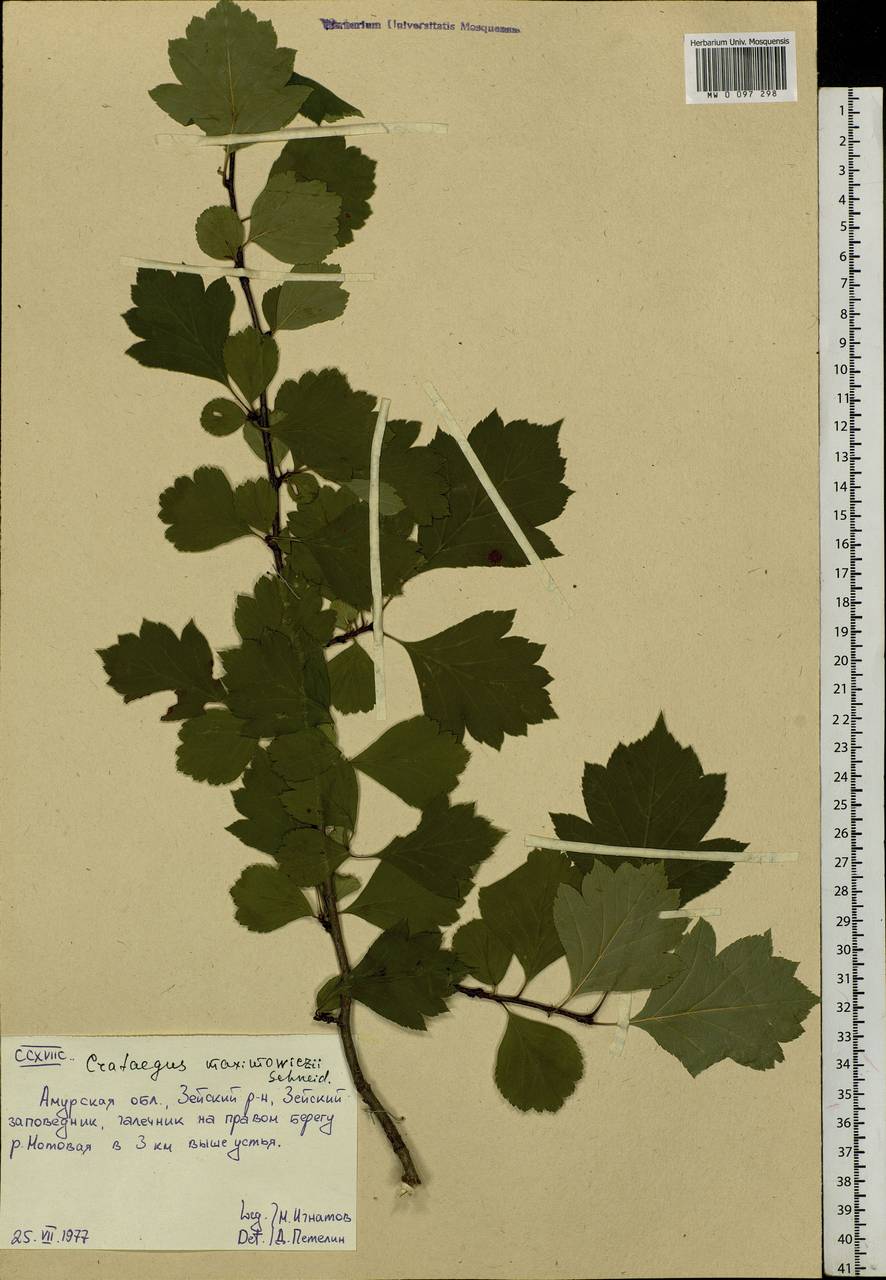 Crataegus maximowiczii C. K. Schneid., Siberia, Russian Far East (S6) (Russia)