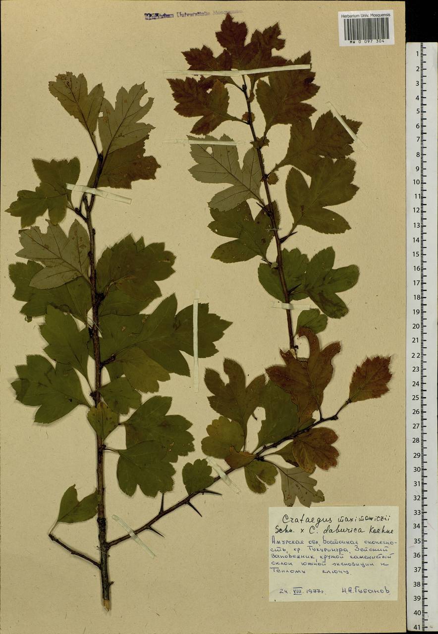 Crataegus maximowiczii C. K. Schneid., Siberia, Russian Far East (S6) (Russia)