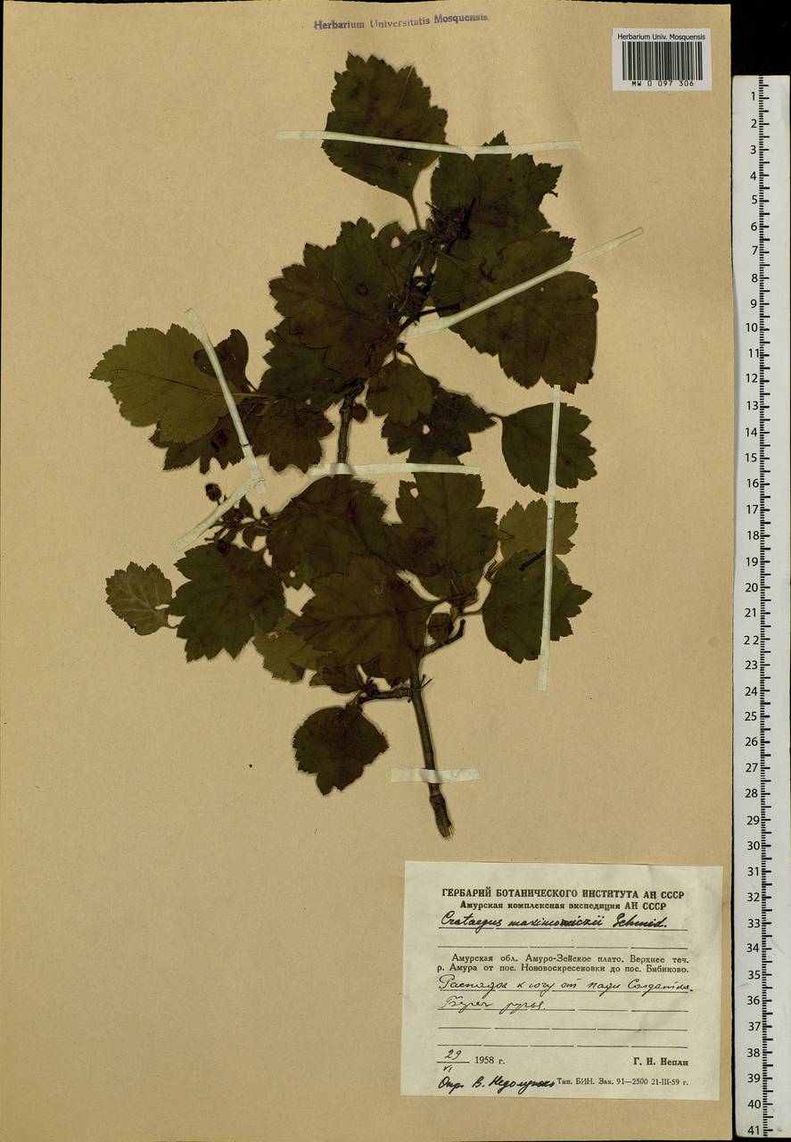 Crataegus maximowiczii C. K. Schneid., Siberia, Russian Far East (S6) (Russia)