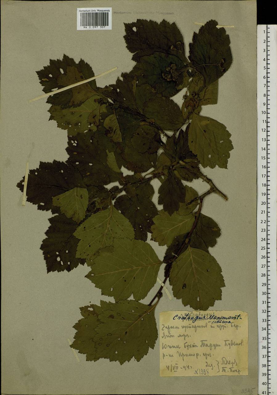Crataegus maximowiczii C. K. Schneid., Siberia, Russian Far East (S6) (Russia)