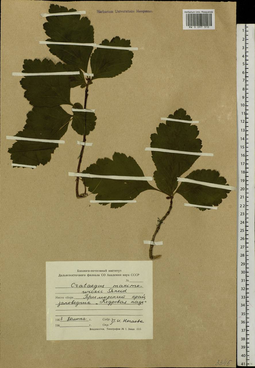 Crataegus maximowiczii C. K. Schneid., Siberia, Russian Far East (S6) (Russia)