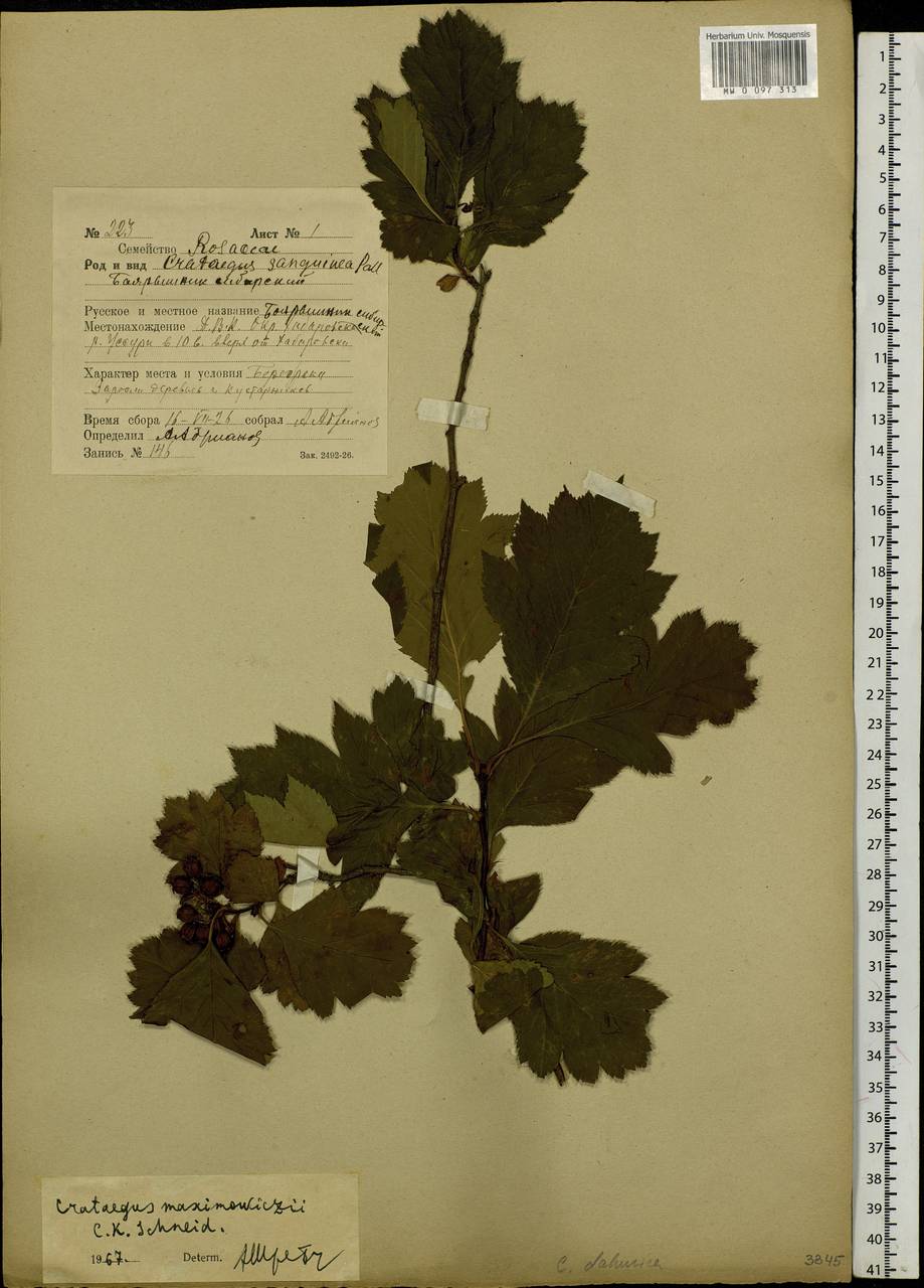 Crataegus maximowiczii C. K. Schneid., Siberia, Russian Far East (S6) (Russia)