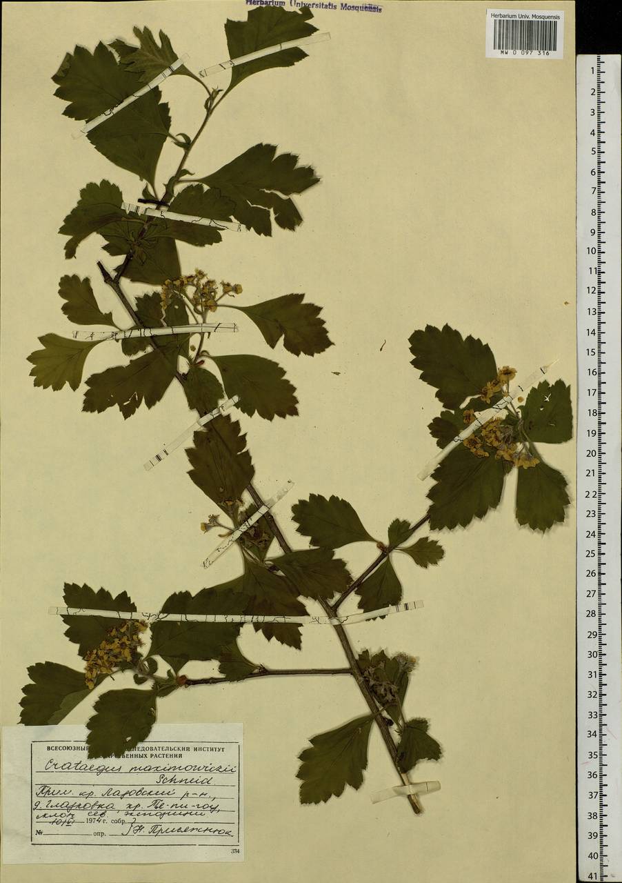 Crataegus maximowiczii C. K. Schneid., Siberia, Russian Far East (S6) (Russia)