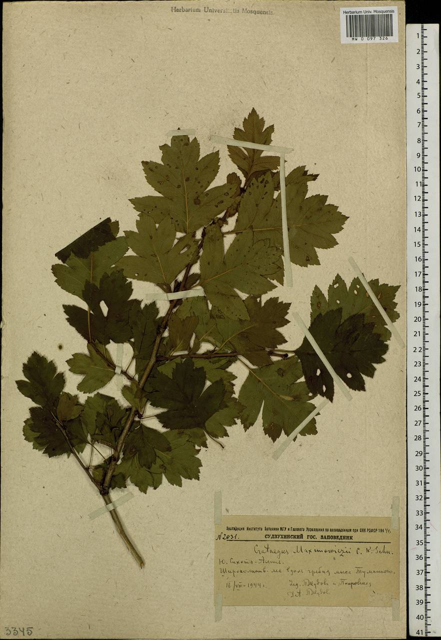 Crataegus maximowiczii C. K. Schneid., Siberia, Russian Far East (S6) (Russia)