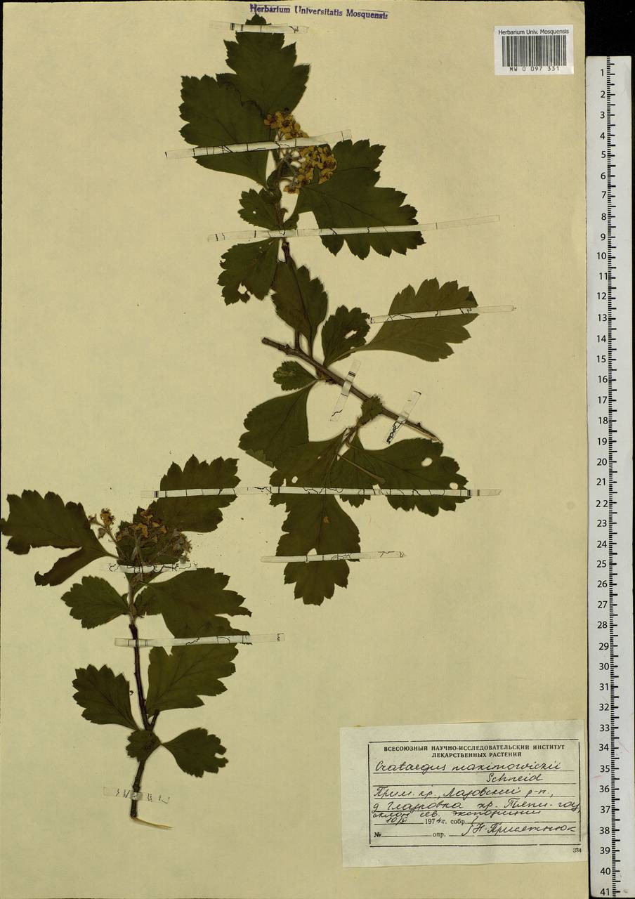 Crataegus maximowiczii C. K. Schneid., Siberia, Russian Far East (S6) (Russia)