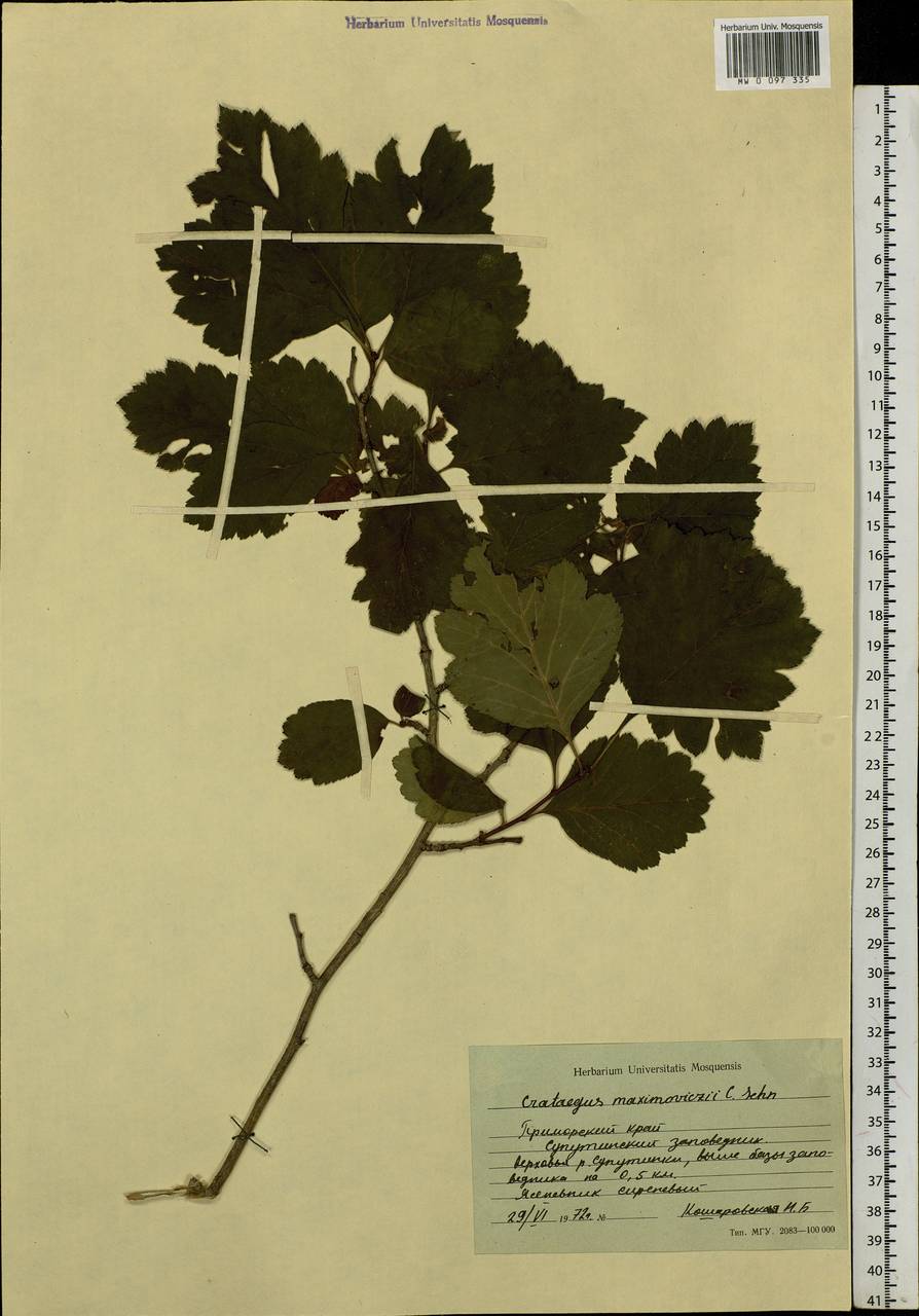 Crataegus maximowiczii C. K. Schneid., Siberia, Russian Far East (S6) (Russia)