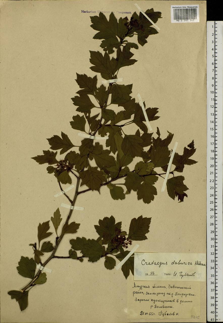 Crataegus dahurica Koehne ex C. K. Schneid., Siberia, Russian Far East (S6) (Russia)