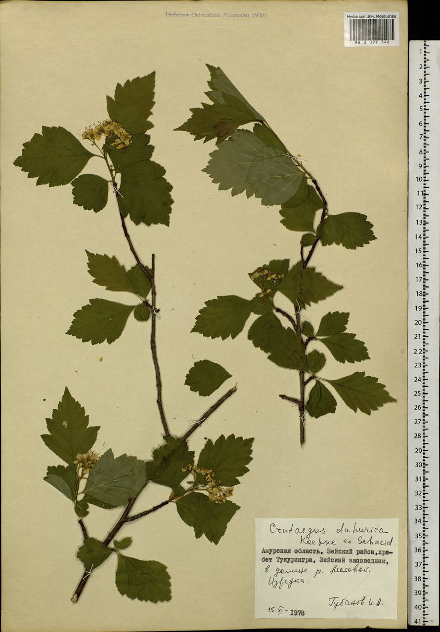 Crataegus dahurica Koehne ex C. K. Schneid., Siberia, Russian Far East (S6) (Russia)