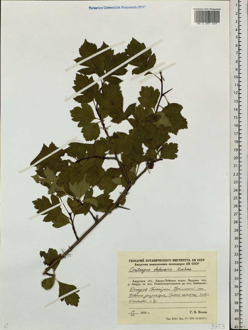 Crataegus dahurica (Dieck) Koehne, Siberia, Russian Far East (S6) (Russia)