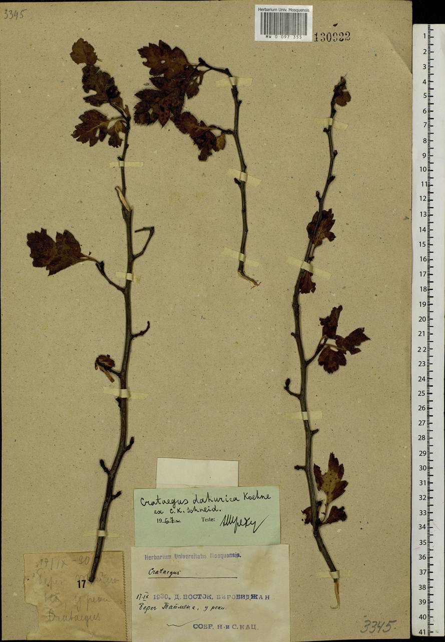 Crataegus dahurica Koehne ex C. K. Schneid., Siberia, Russian Far East (S6) (Russia)