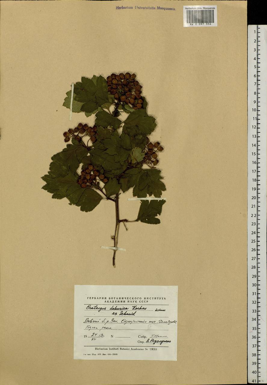 Crataegus dahurica (Dieck) Koehne, Siberia, Russian Far East (S6) (Russia)