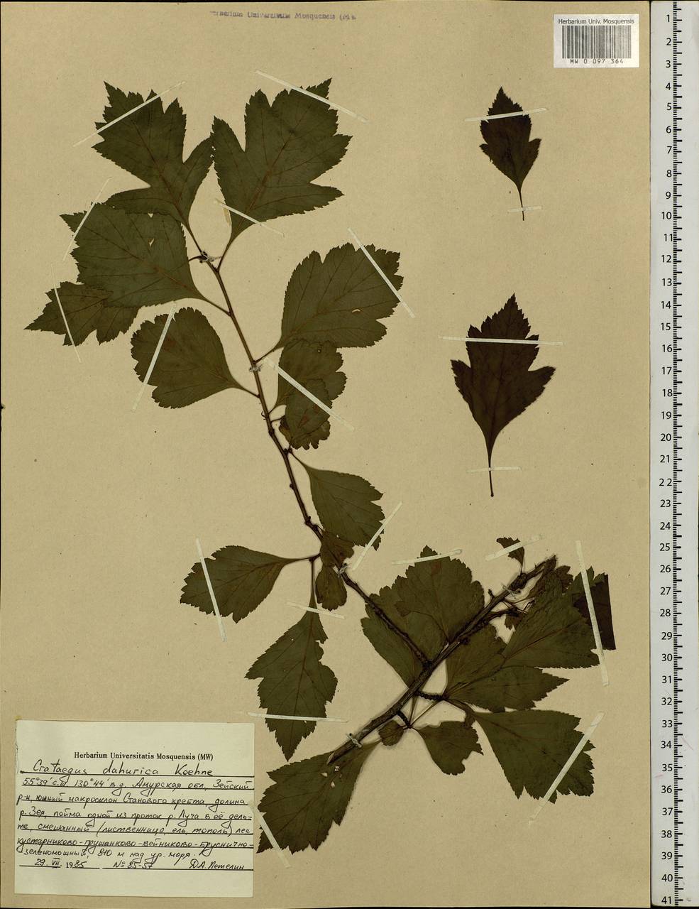 Crataegus dahurica Koehne ex C. K. Schneid., Siberia, Russian Far East (S6) (Russia)