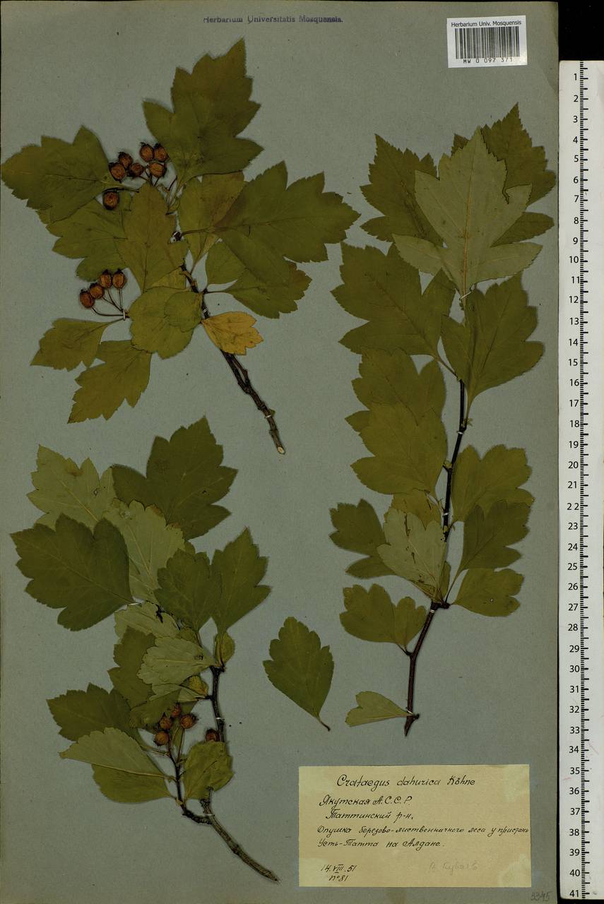 Crataegus dahurica Koehne ex C. K. Schneid., Siberia, Yakutia (S5) (Russia)