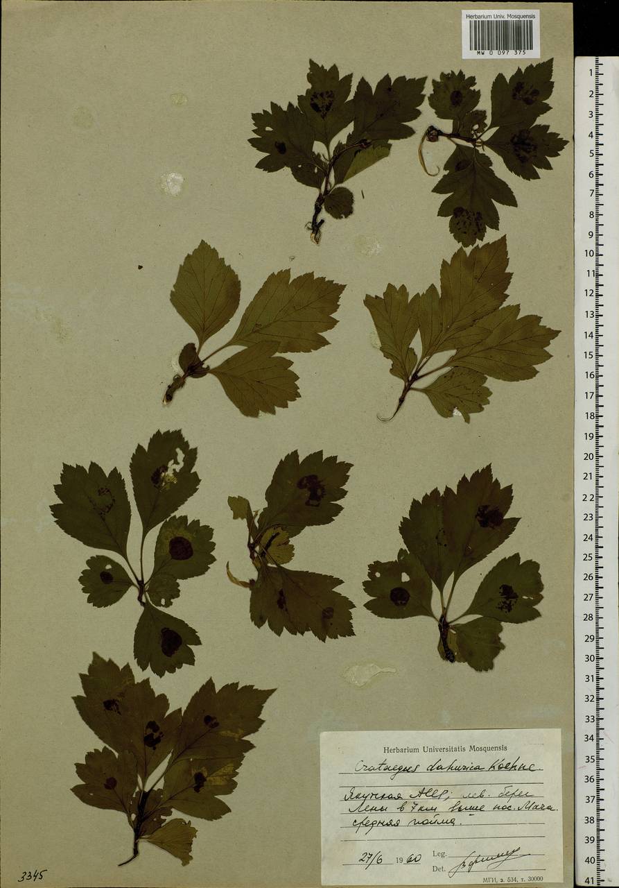 Crataegus dahurica Koehne ex C. K. Schneid., Siberia, Yakutia (S5) (Russia)