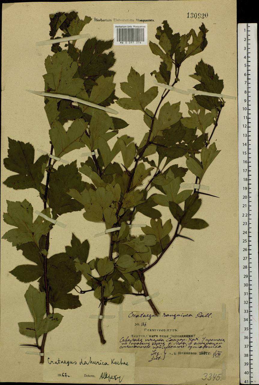 Crataegus dahurica Koehne ex C. K. Schneid., Siberia, Yakutia (S5) (Russia)