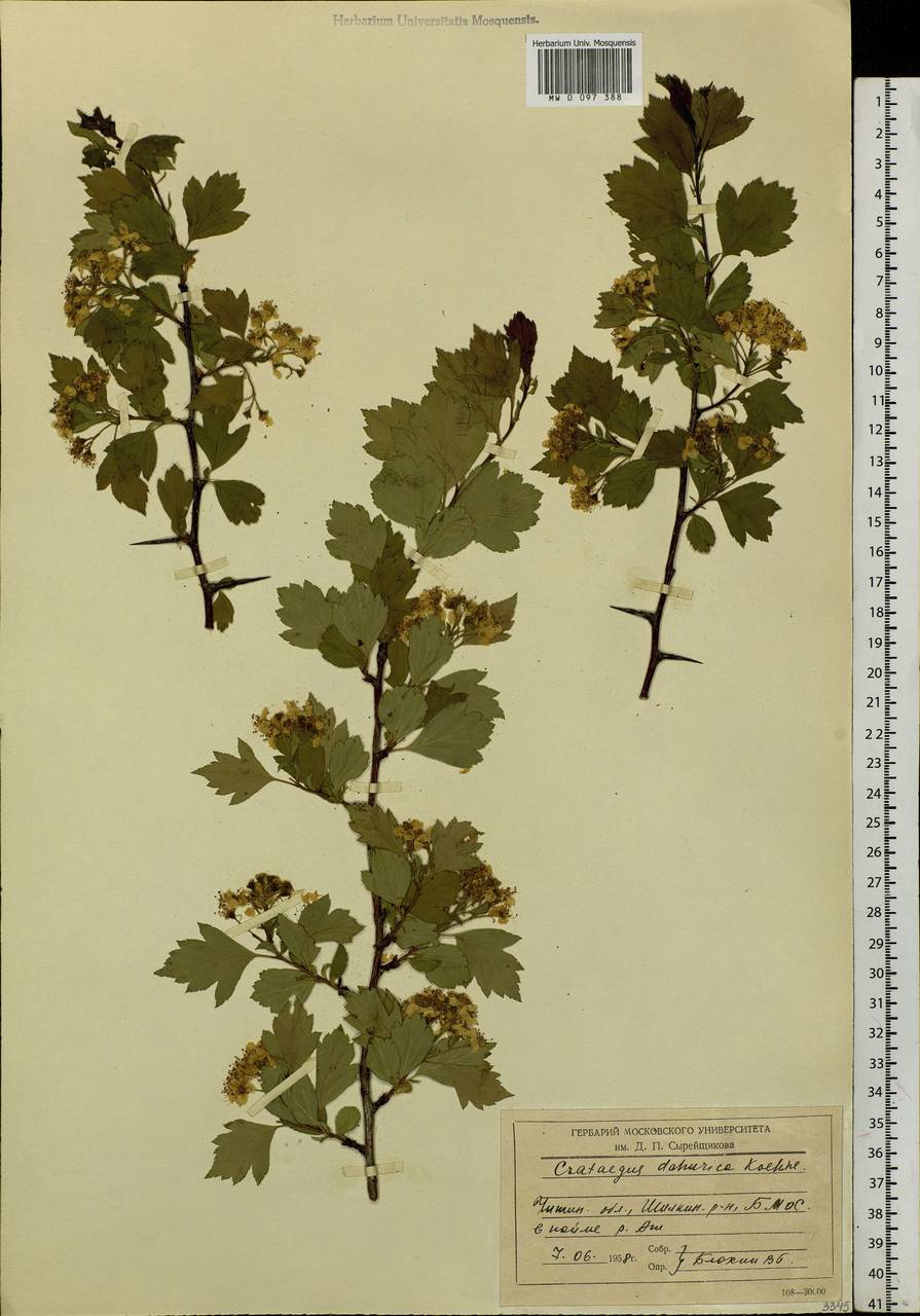 Crataegus dahurica Koehne ex C. K. Schneid., Siberia, Baikal & Transbaikal region (S4) (Russia)