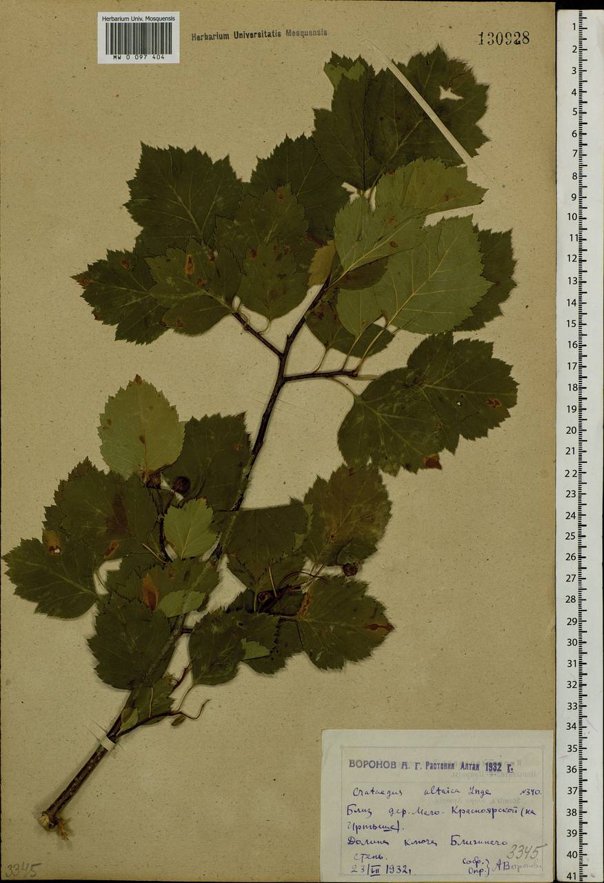 Crataegus, Siberia, Western (Kazakhstan) Altai Mountains (S2a) (Kazakhstan)