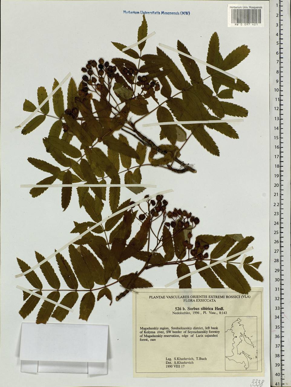 Sorbus aucuparia subsp. glabrata (Wimm. & Grab.) Hedl., Siberia, Chukotka & Kamchatka (S7) (Russia)