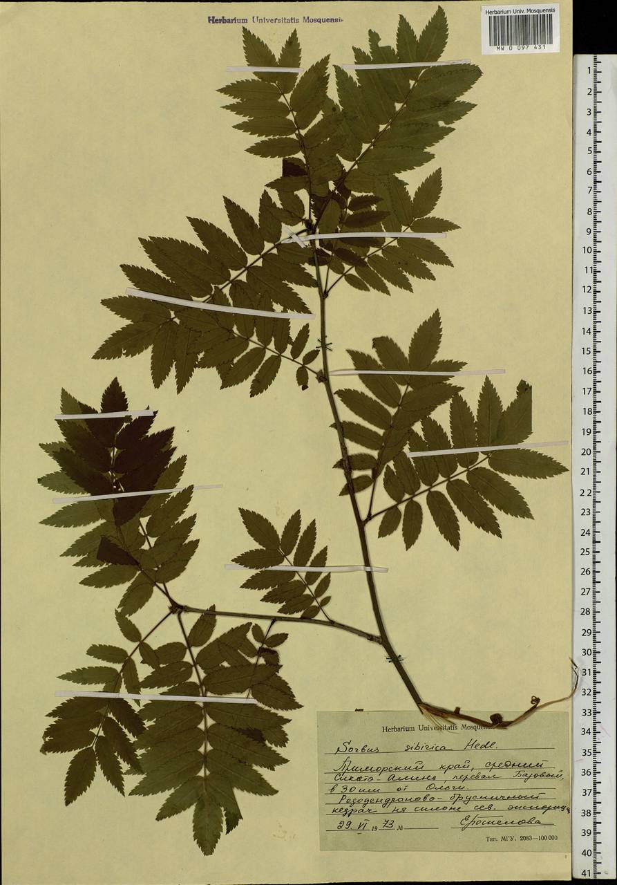 Sorbus aucuparia subsp. glabrata (Wimm. & Grab.) Hedl., Siberia, Russian Far East (S6) (Russia)