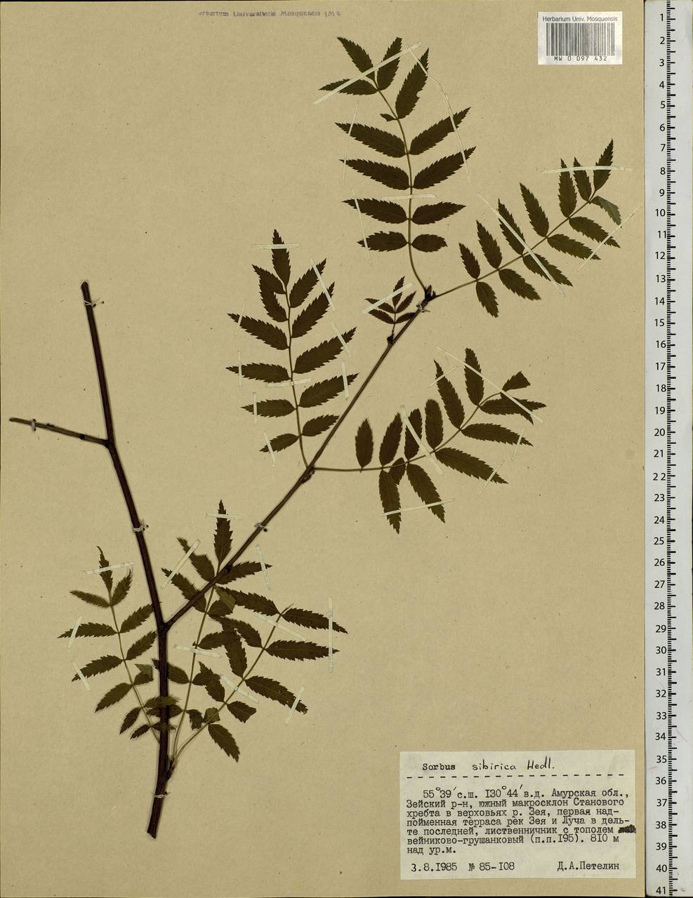 Sorbus aucuparia subsp. glabrata (Wimm. & Grab.) Hedl., Siberia, Russian Far East (S6) (Russia)
