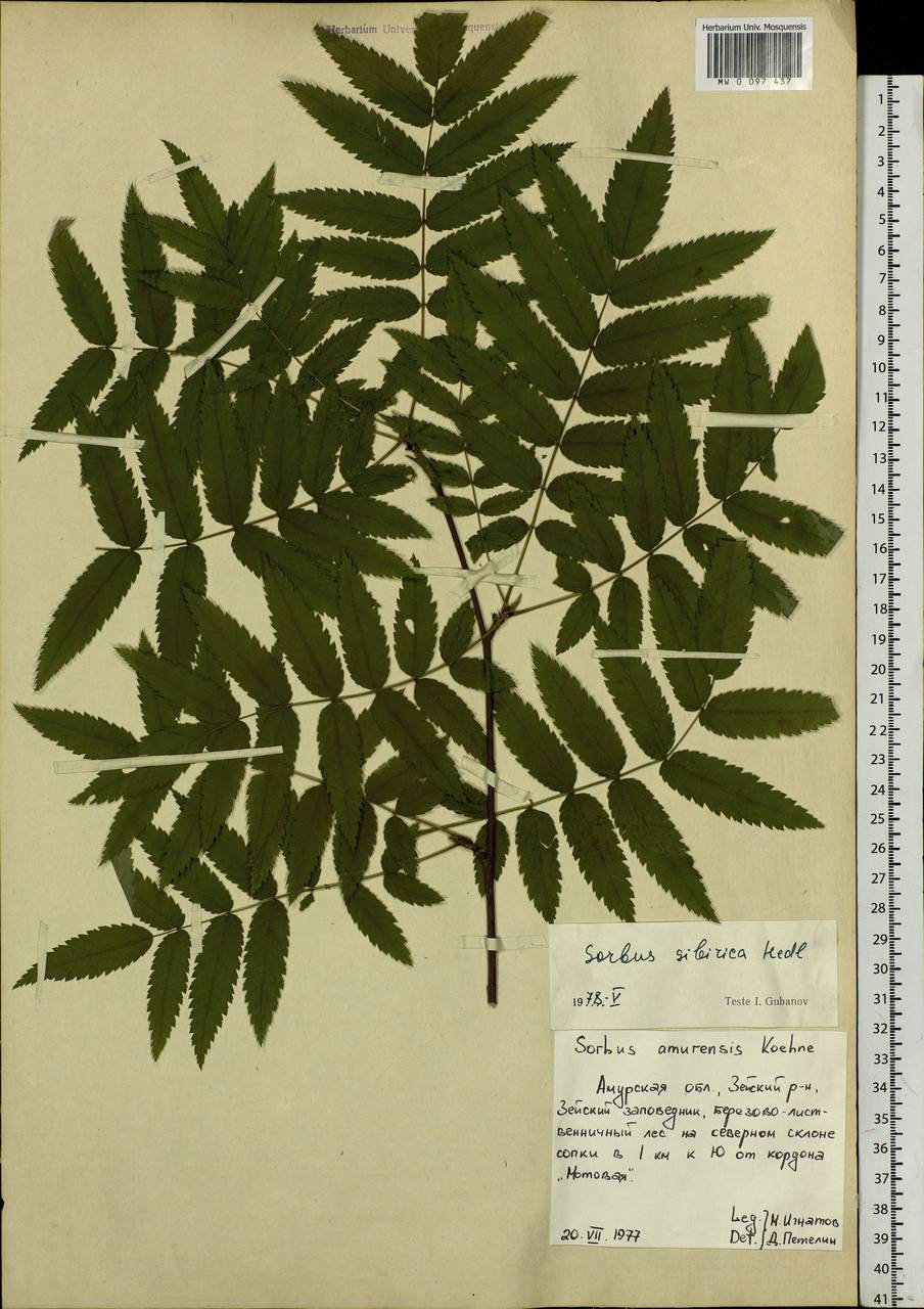 Sorbus aucuparia subsp. glabrata (Wimm. & Grab.) Hedl., Siberia, Russian Far East (S6) (Russia)