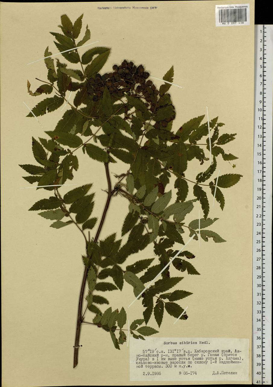 Sorbus aucuparia subsp. glabrata (Wimm. & Grab.) Hedl., Siberia, Russian Far East (S6) (Russia)