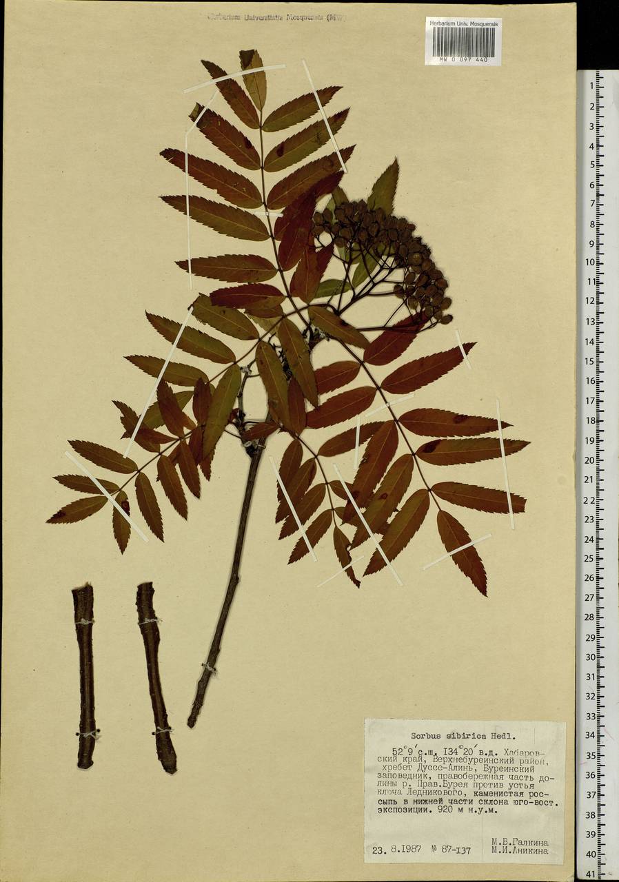Sorbus aucuparia subsp. glabrata (Wimm. & Grab.) Hedl., Siberia, Russian Far East (S6) (Russia)