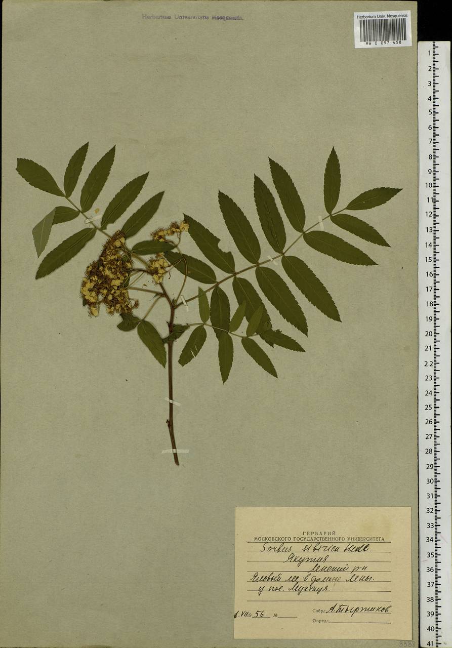 Sorbus aucuparia subsp. glabrata (Wimm. & Grab.) Hedl., Siberia, Yakutia (S5) (Russia)