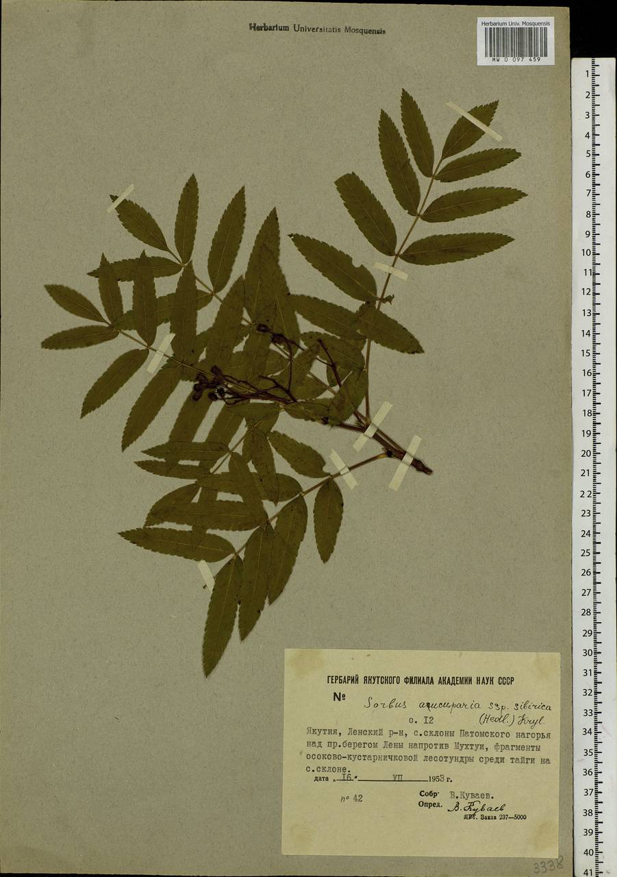 Sorbus aucuparia subsp. glabrata (Wimm. & Grab.) Hedl., Siberia, Yakutia (S5) (Russia)