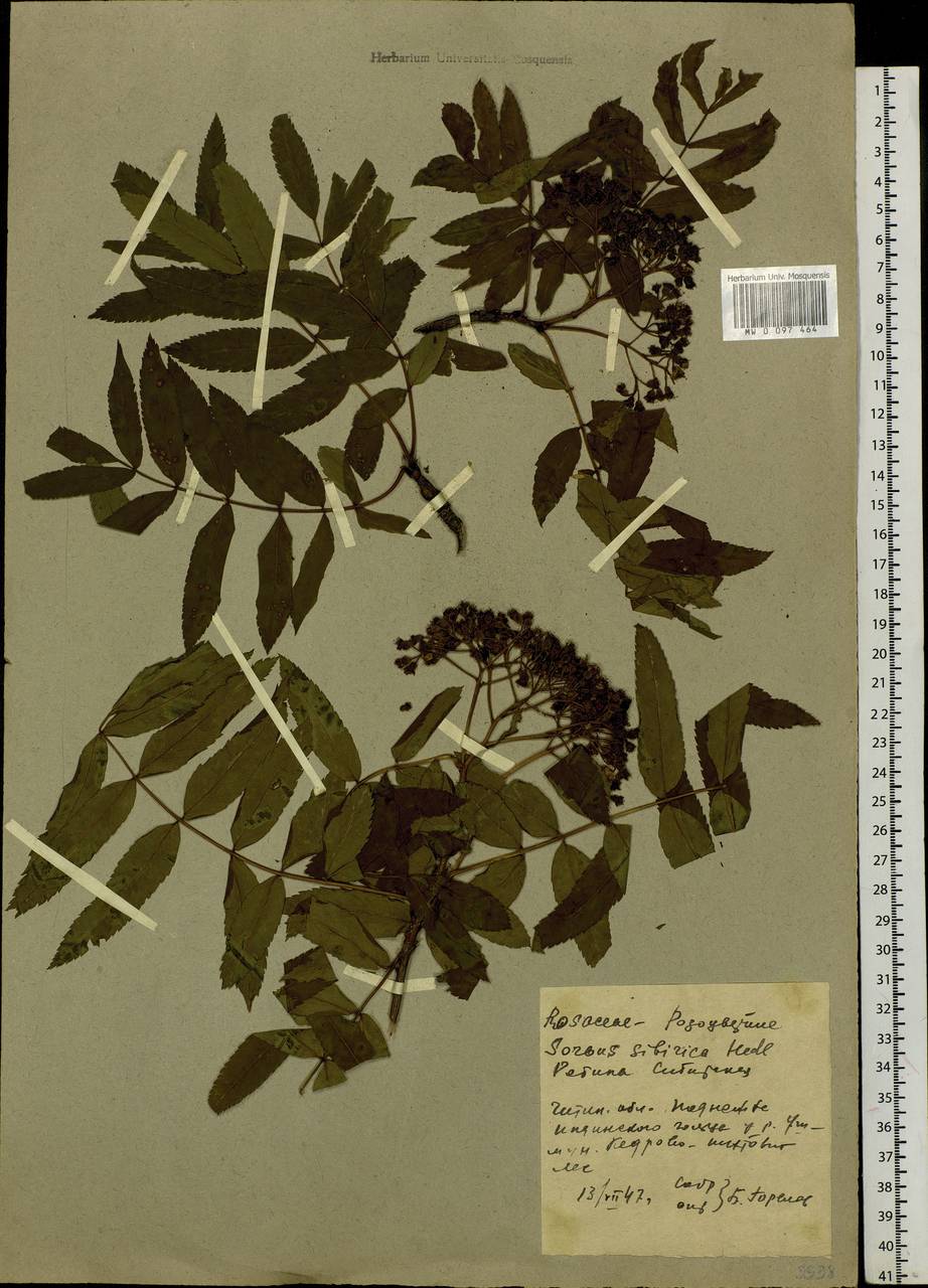 Sorbus aucuparia subsp. glabrata (Wimm. & Grab.) Hedl., Siberia, Baikal & Transbaikal region (S4) (Russia)