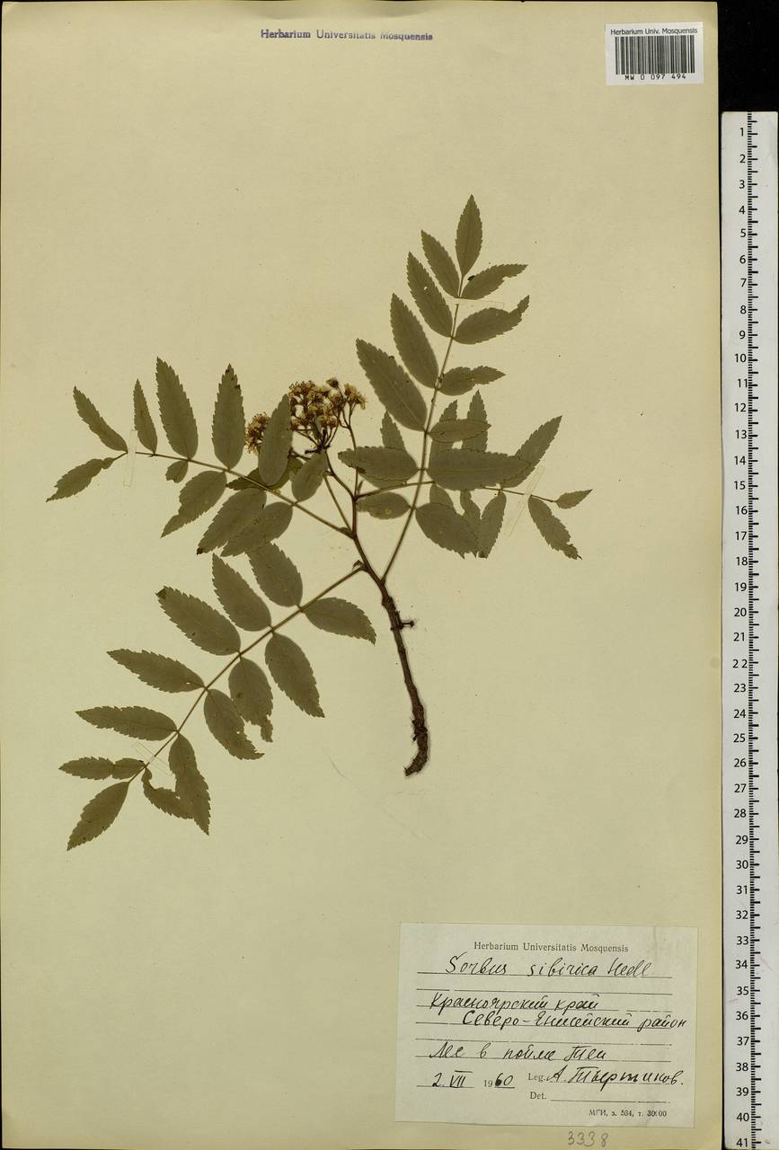 рябина гербарий