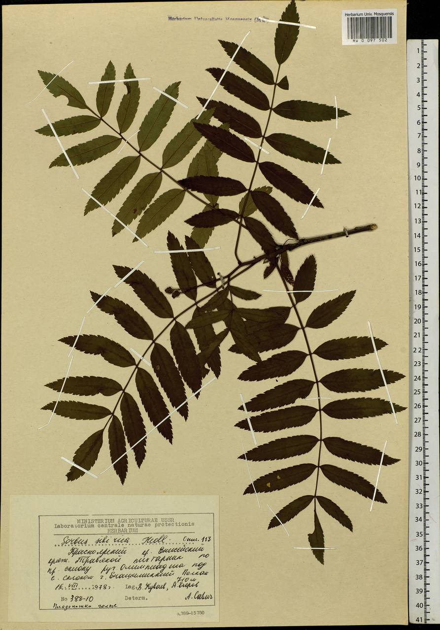 Sorbus aucuparia subsp. glabrata (Wimm. & Grab.) Hedl., Siberia, Central Siberia (S3) (Russia)