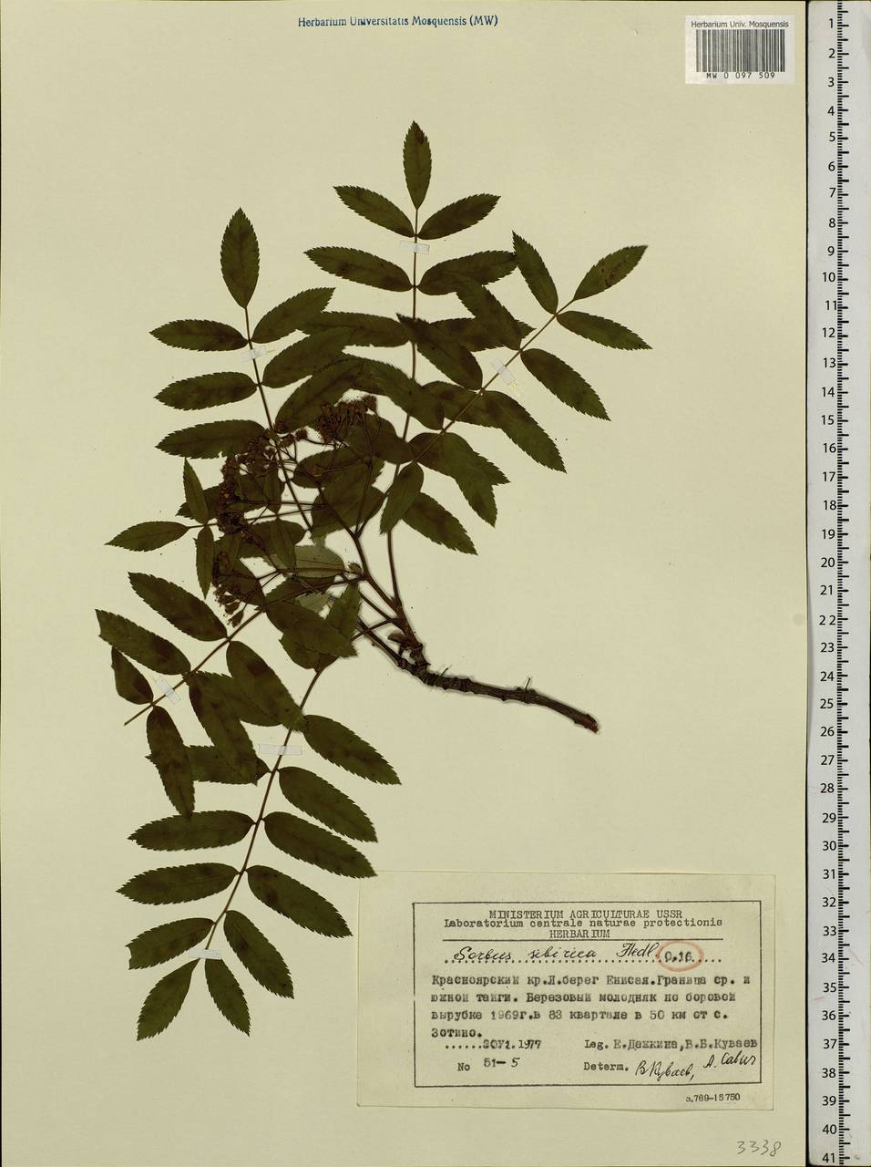 Sorbus aucuparia subsp. glabrata (Wimm. & Grab.) Hedl., Siberia, Central Siberia (S3) (Russia)