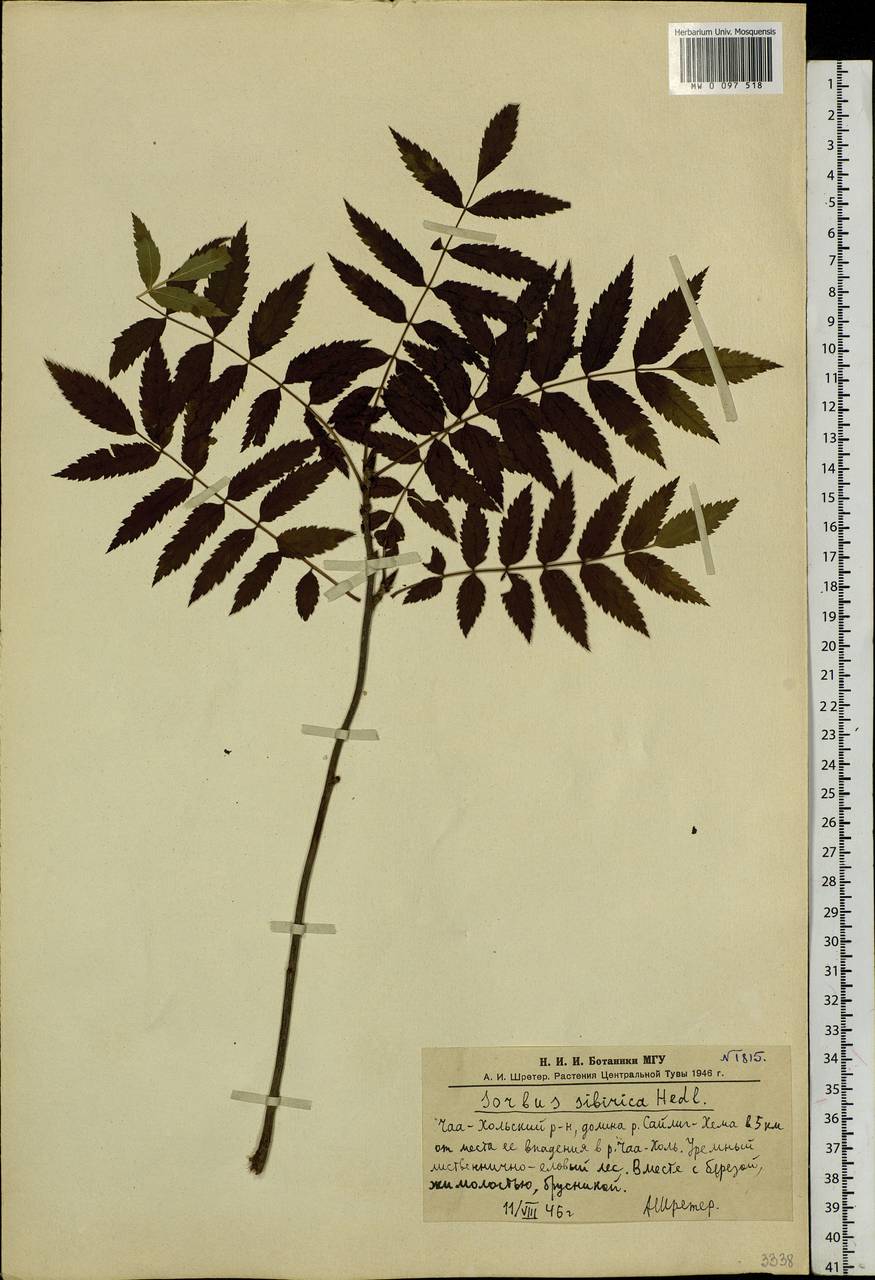 Sorbus aucuparia subsp. glabrata (Wimm. & Grab.) Hedl., Siberia, Altai & Sayany Mountains (S2) (Russia)