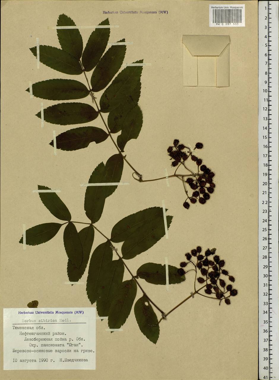 Sorbus aucuparia subsp. glabrata (Wimm. & Grab.) Hedl., Siberia, Western Siberia (S1) (Russia)