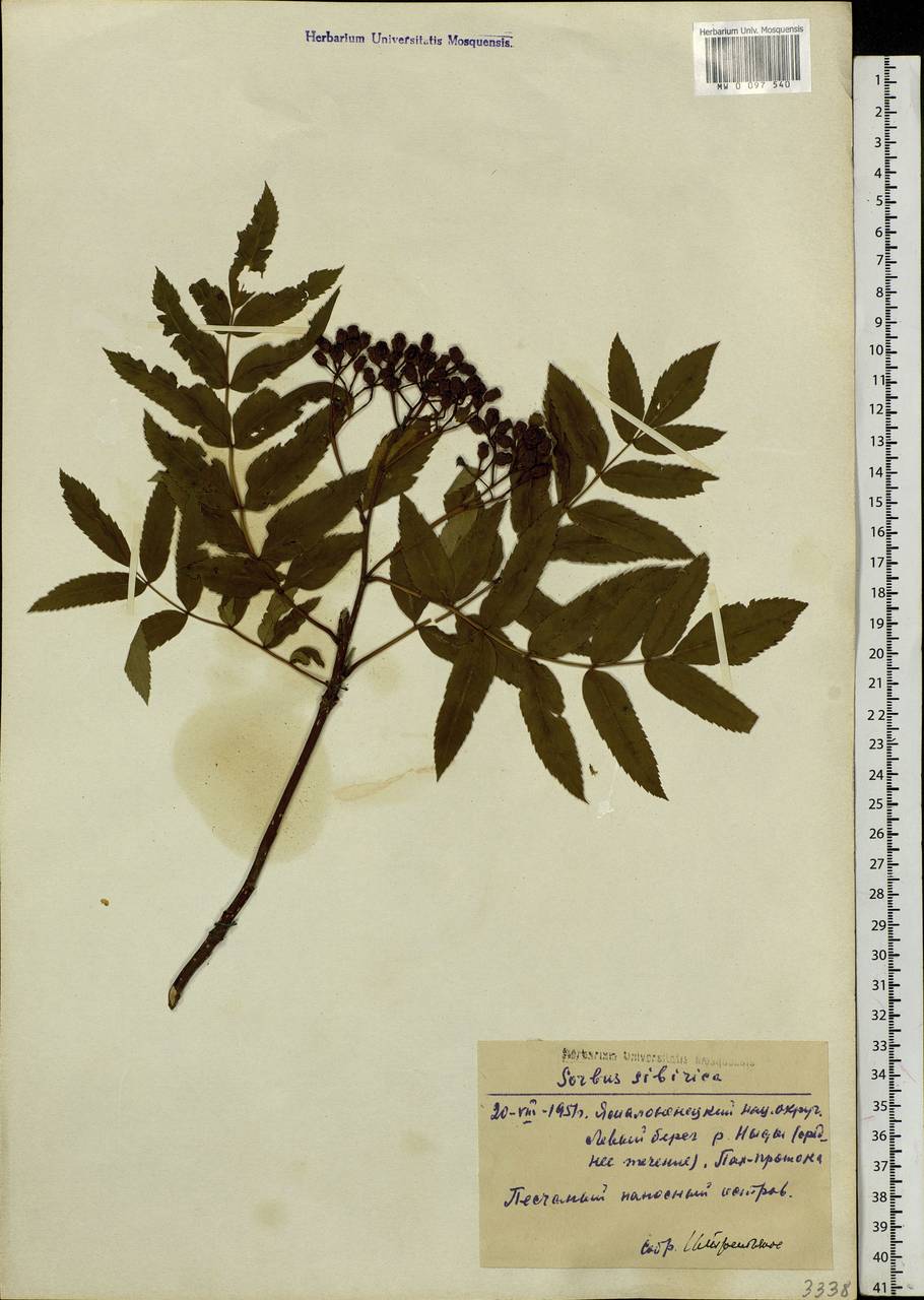 Sorbus aucuparia subsp. glabrata (Wimm. & Grab.) Hedl., Siberia, Western Siberia (S1) (Russia)