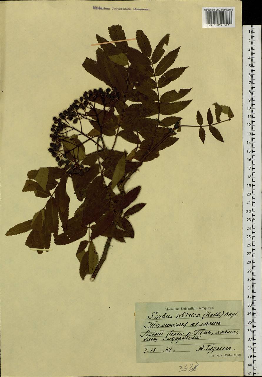 Sorbus aucuparia subsp. glabrata (Wimm. & Grab.) Hedl., Siberia, Western Siberia (S1) (Russia)