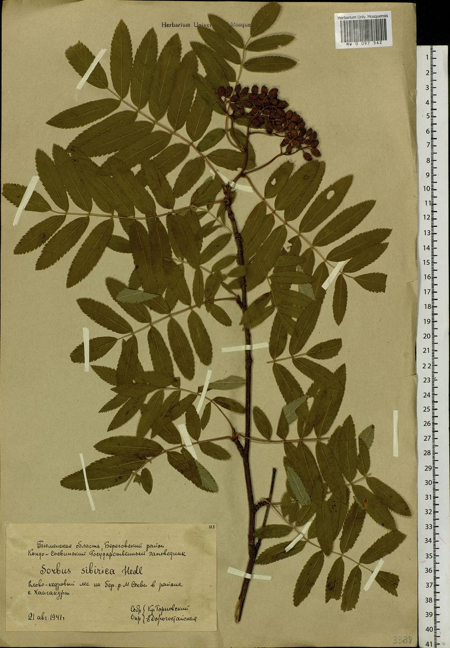 Sorbus aucuparia subsp. glabrata (Wimm. & Grab.) Hedl., Siberia, Western Siberia (S1) (Russia)