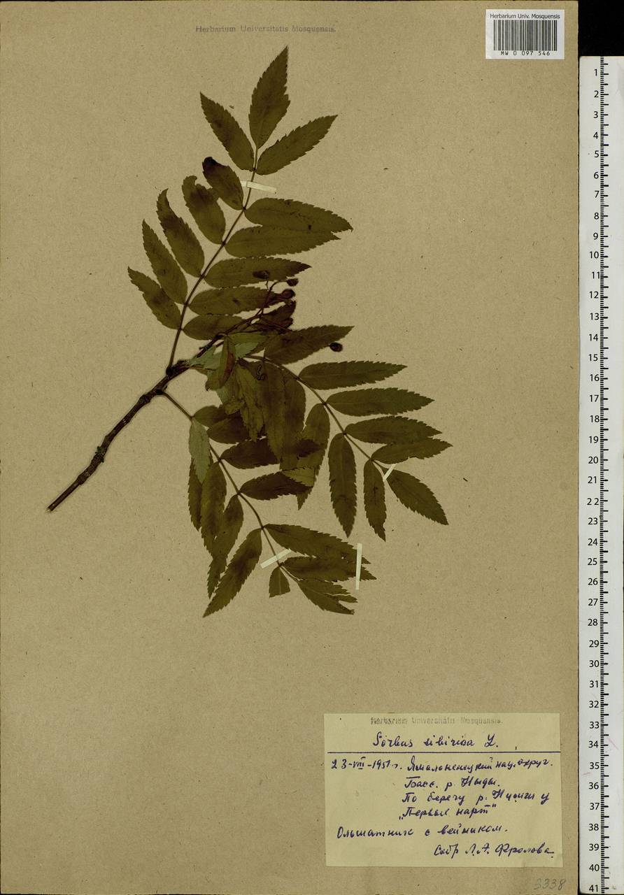 Sorbus aucuparia subsp. glabrata (Wimm. & Grab.) Hedl., Siberia, Western Siberia (S1) (Russia)