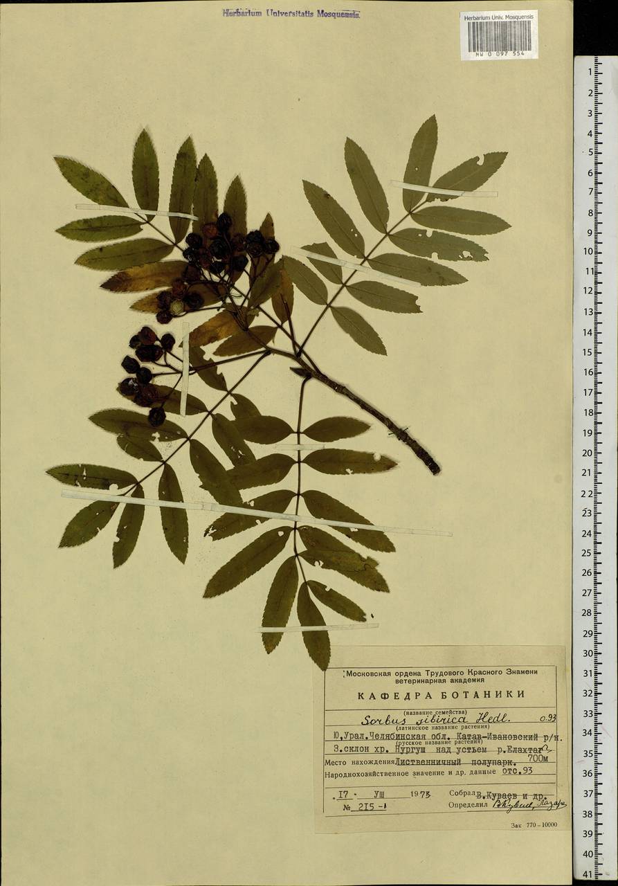 Sorbus aucuparia subsp. glabrata (Wimm. & Grab.) Hedl., Eastern Europe, Eastern region (E10) (Russia)