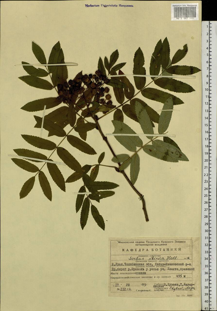 Sorbus aucuparia subsp. glabrata (Wimm. & Grab.) Hedl., Eastern Europe, Eastern region (E10) (Russia)