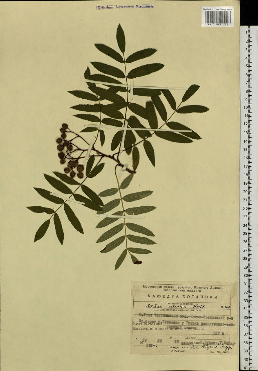 Sorbus aucuparia subsp. glabrata (Wimm. & Grab.) Hedl., Eastern Europe, Eastern region (E10) (Russia)