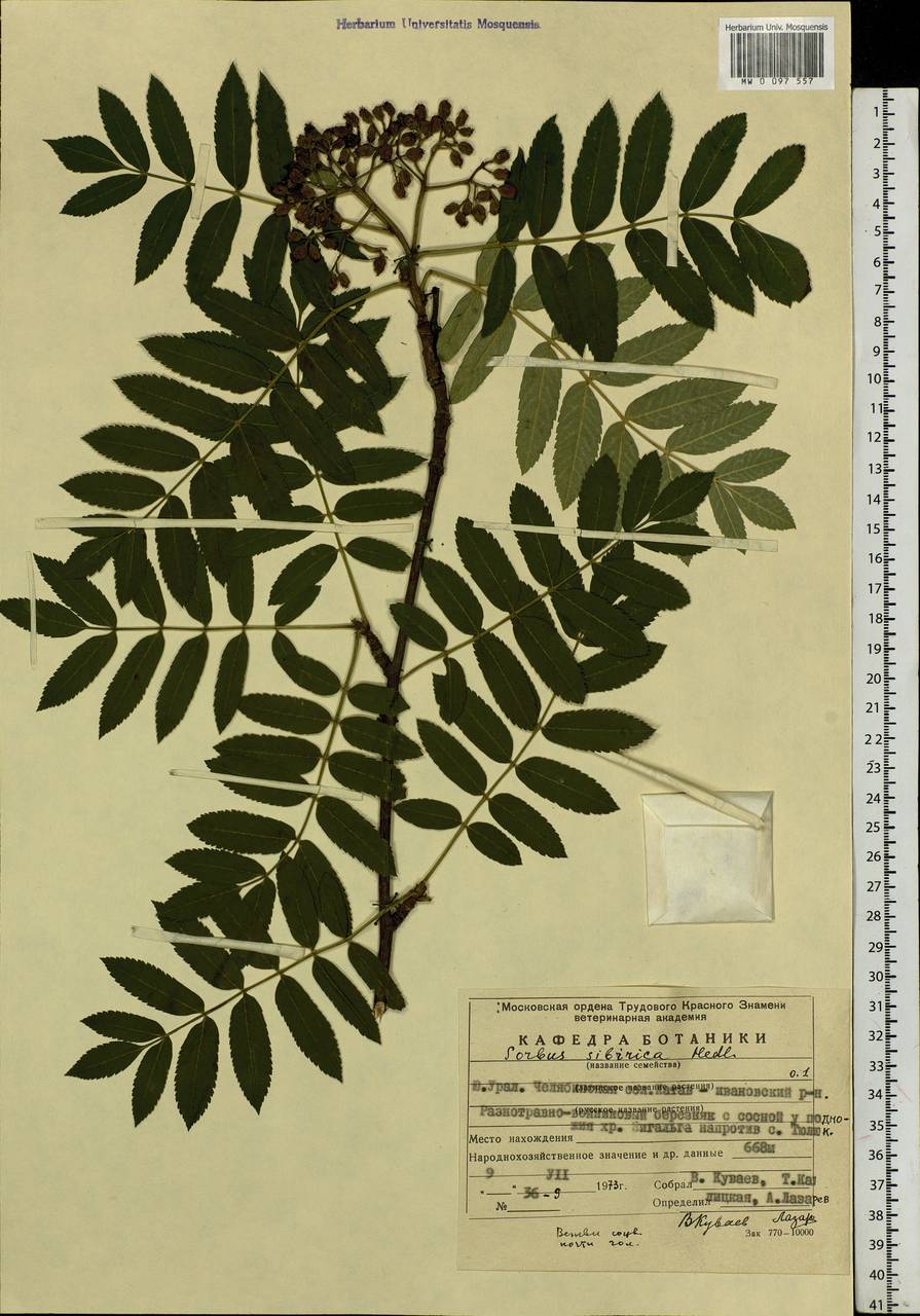 Sorbus aucuparia subsp. glabrata (Wimm. & Grab.) Hedl., Eastern Europe, Eastern region (E10) (Russia)