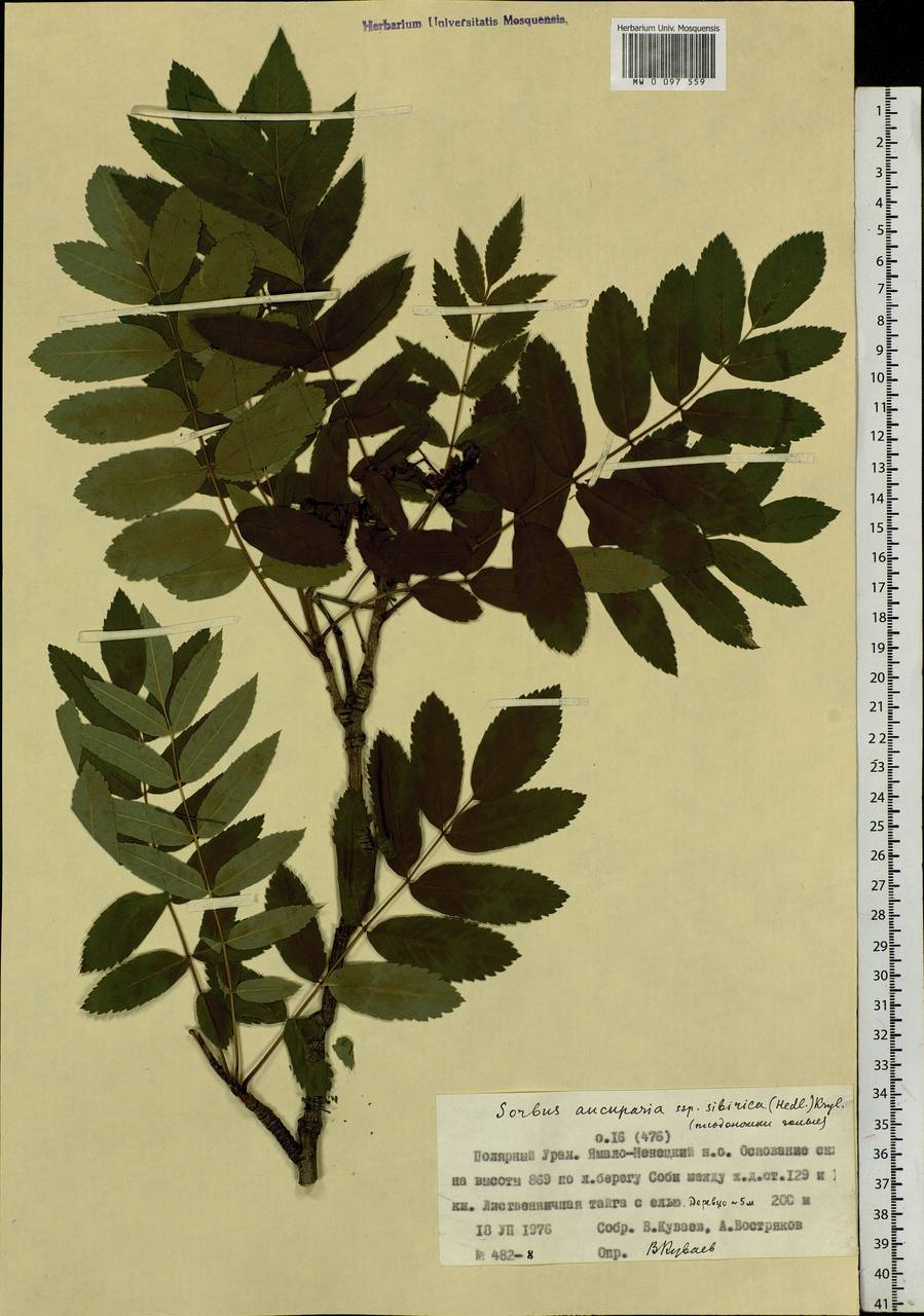Sorbus aucuparia subsp. glabrata (Wimm. & Grab.) Hedl., Siberia, Western Siberia (S1) (Russia)