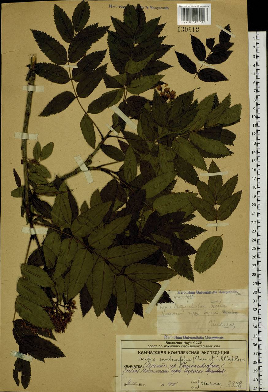 Sorbus sambucifolia (Cham. & Schltdl.) M. Roem., Siberia, Chukotka & Kamchatka (S7) (Russia)