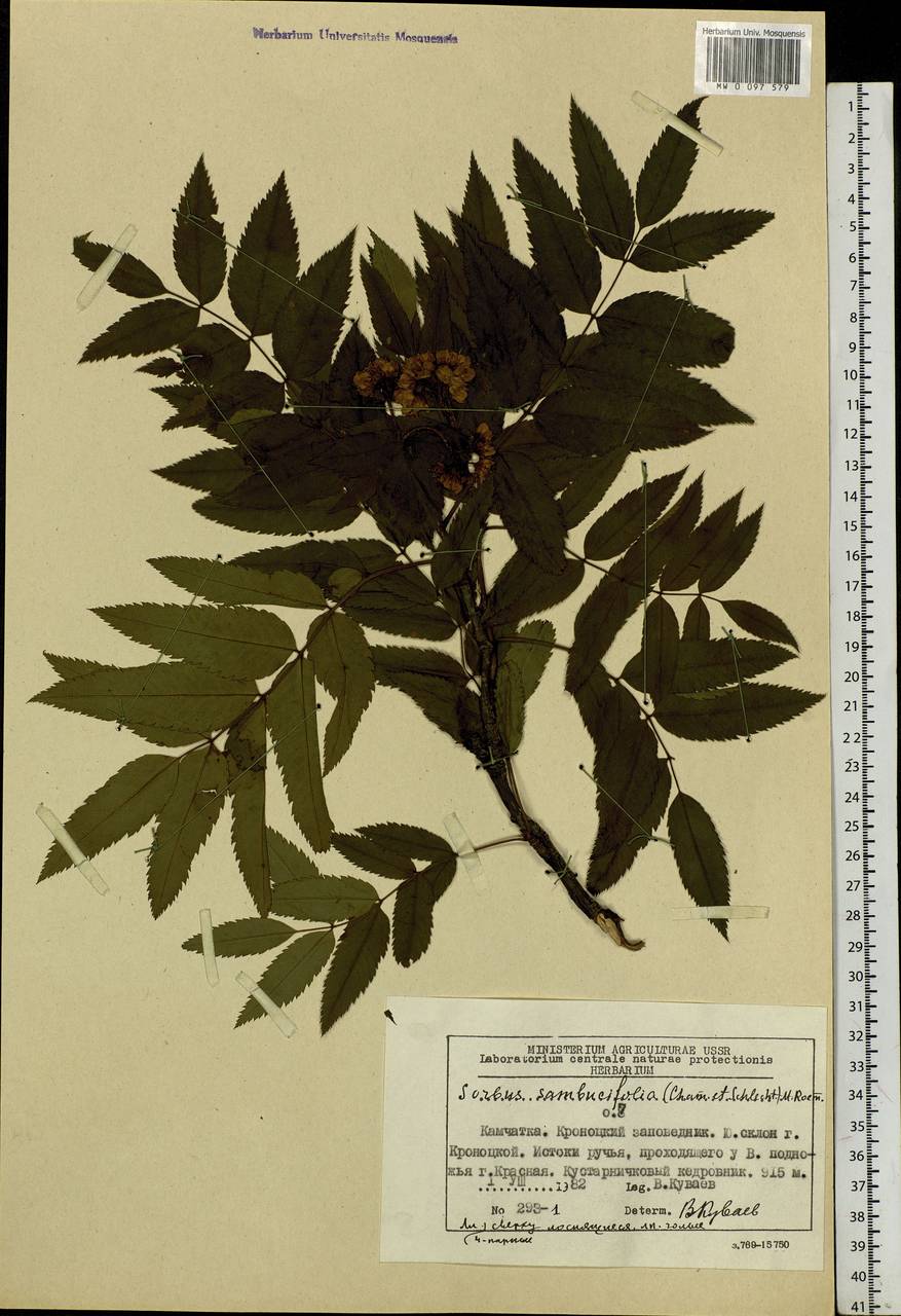 Sorbus sambucifolia (Cham. & Schltdl.) M. Roem., Siberia, Chukotka & Kamchatka (S7) (Russia)