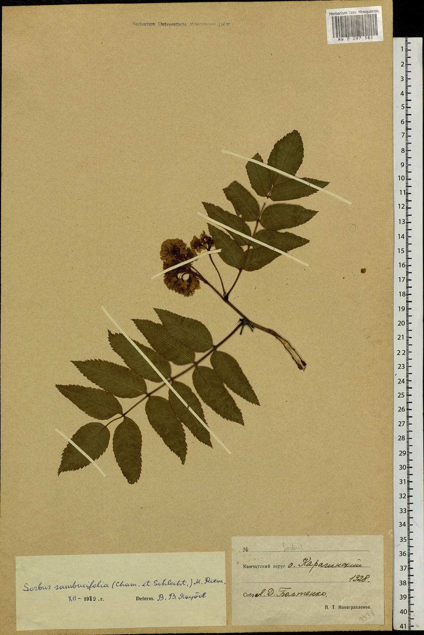 Sorbus sambucifolia (Cham. & Schltdl.) M. Roem., Siberia, Chukotka & Kamchatka (S7) (Russia)